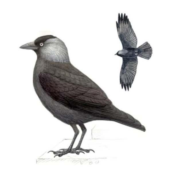 Галка на белом фоне