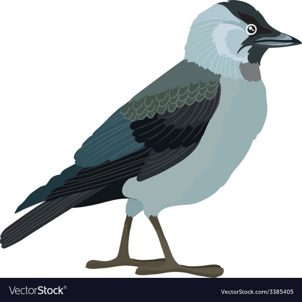 Галка для детей на прозрачном фоне