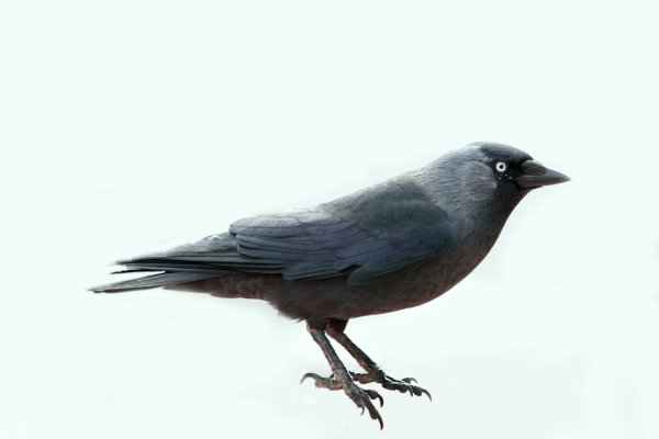 Галка картина