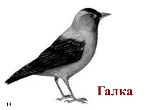 Галка рисунок