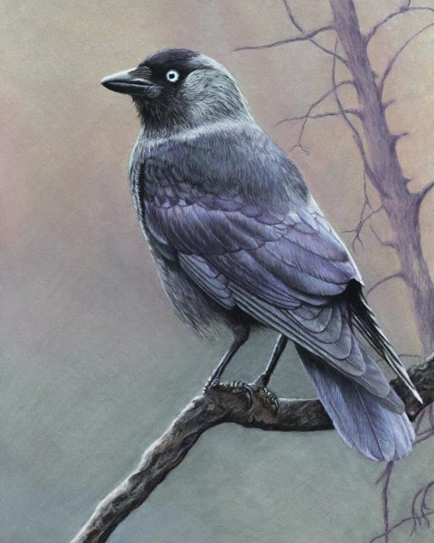 Галка картина