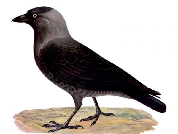 Галка птица