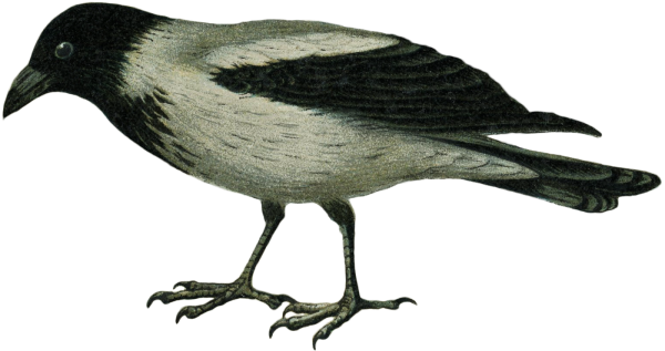 Галка рисунок