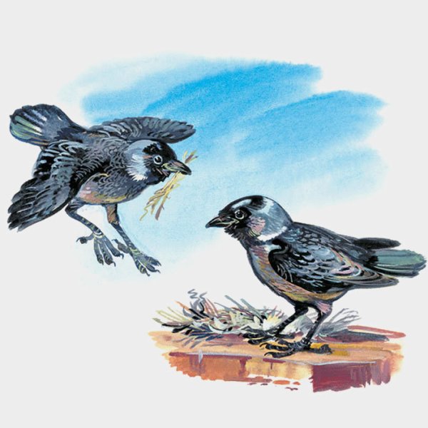 Николай Сладков вежливая Галка