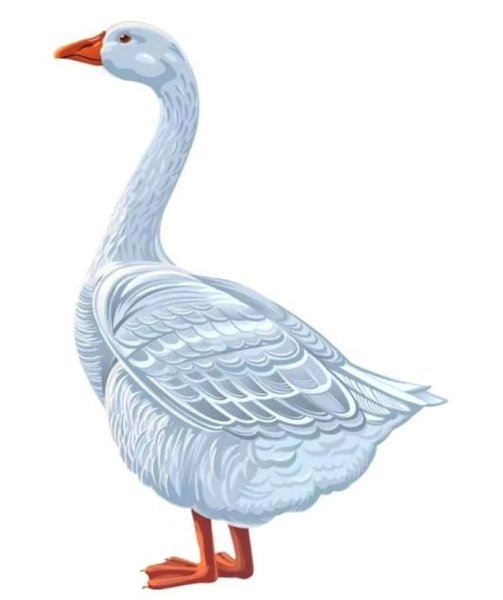 Гусыня на прозрачном фоне