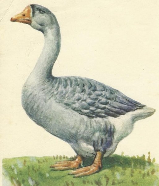 Гусь для детей