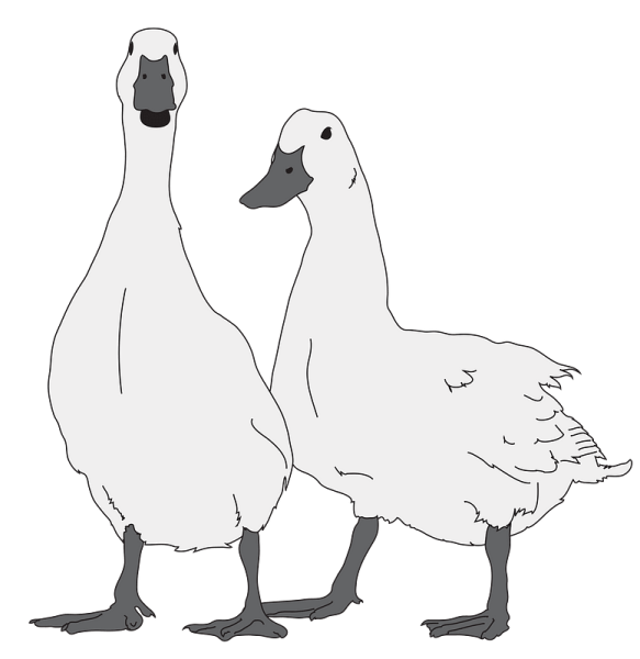 Гусь нарисованный