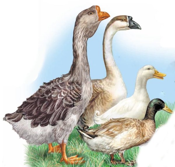 Гусь гусыня гусенок семья