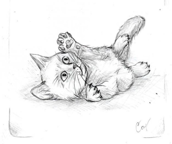 Лежачая кошка карандашом