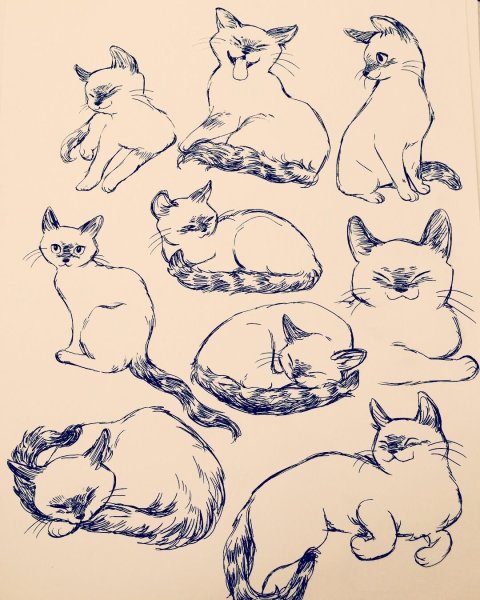 Скетчи животных