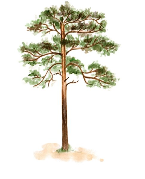 Сосна рисунок