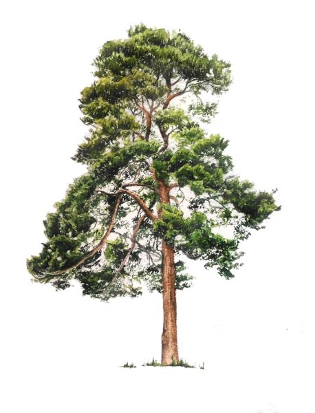 Сосна для дошкольников