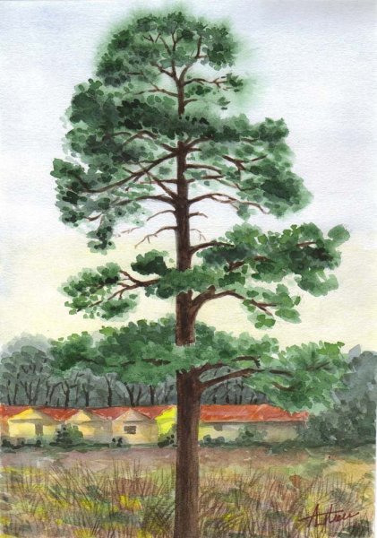 Сосна карандашом