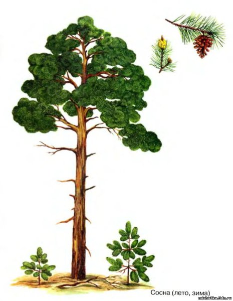 Дерево сосна для детей