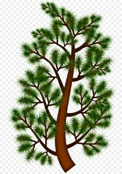 Сосна для детей на прозрачном фоне