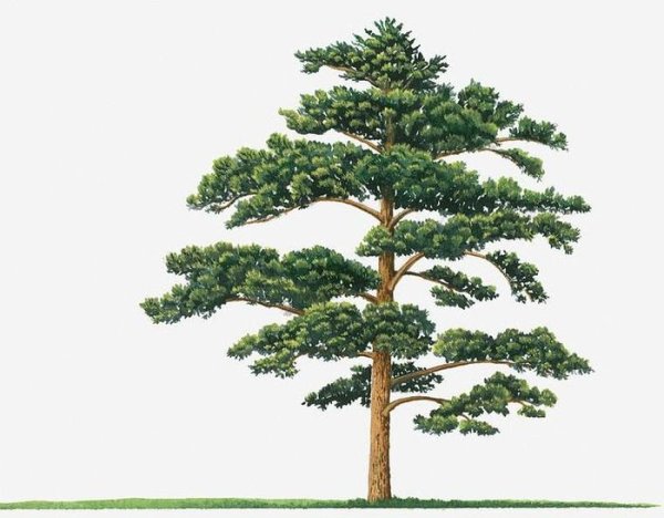 Дерево сосна для детей