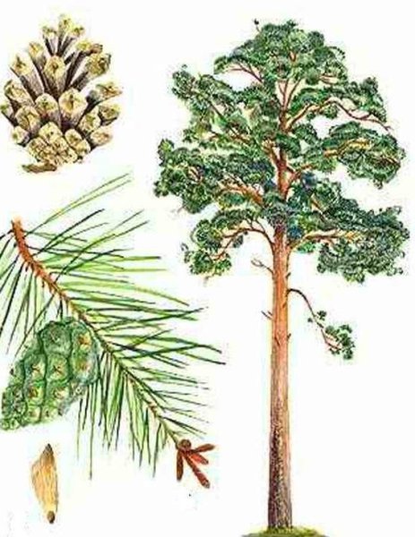 Хвойные деревья сосна обыкновенная