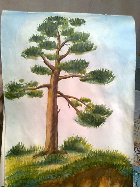Рисование сосны