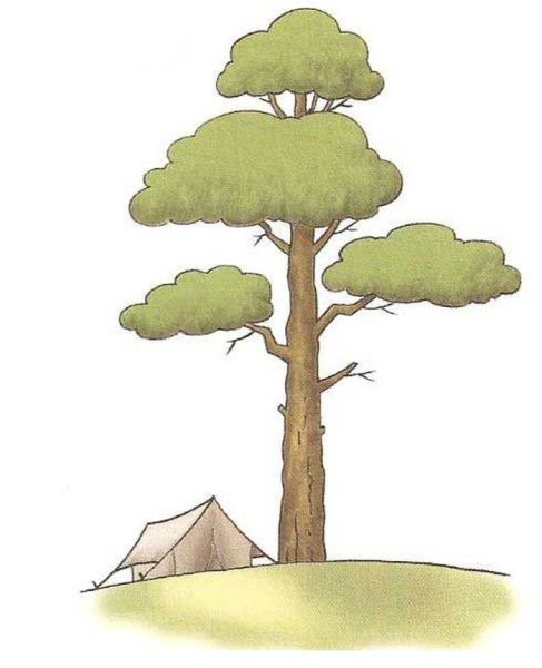 Нарисовать сосну