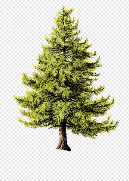 Лиственница европейская