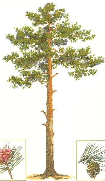 Сосна для дошкольников