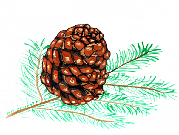 Зарисовать шишки сосны