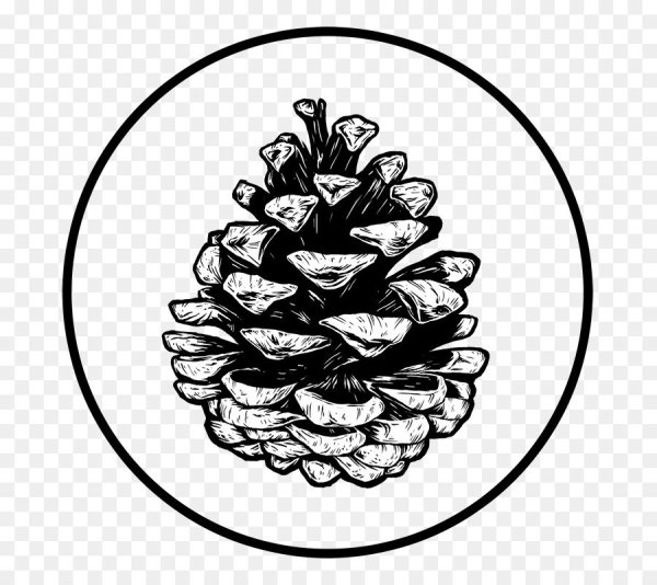 Шишка рисунок карандашом