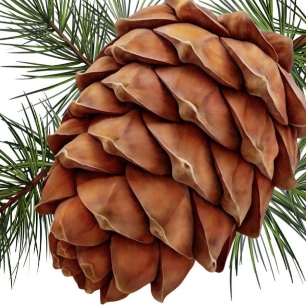 Кедровая шишка Графика