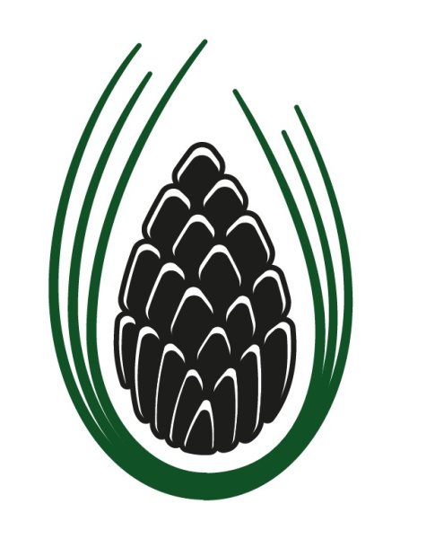 Шишка раскраска