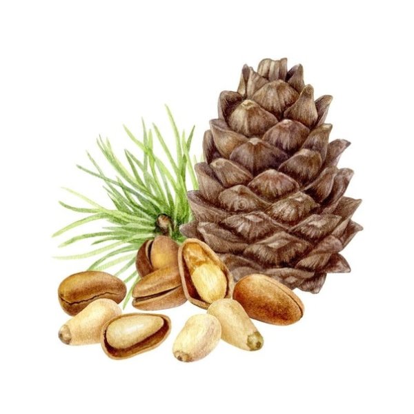 Стилизованная шишка