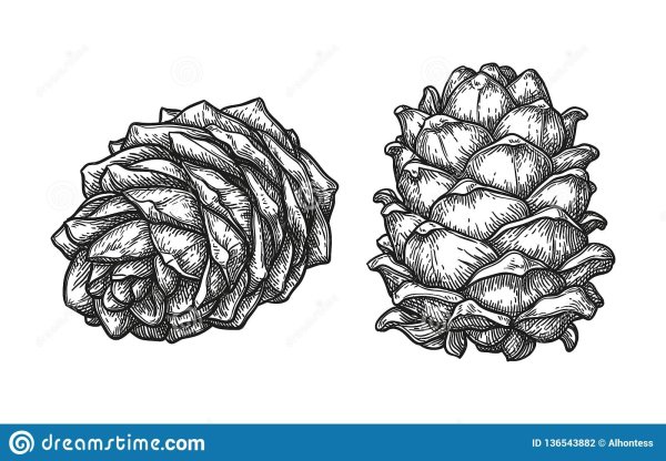 Шишка силуэт