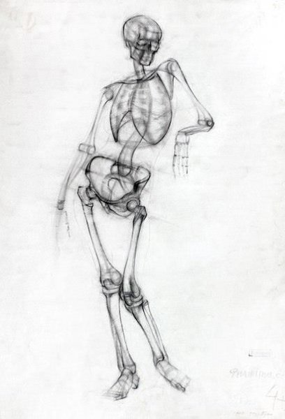 Грудная клетка пластическая анатомия