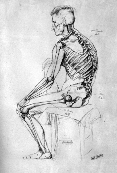 Академический рисунок скелета сзади