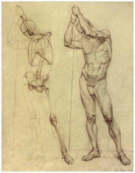 Скелет рисунок