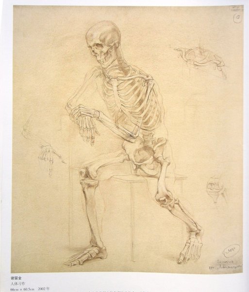 Анатомия Баммес скелет сзади человека