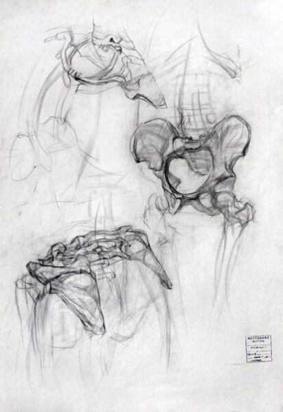 Анатомия скелет грудная клетка и таз