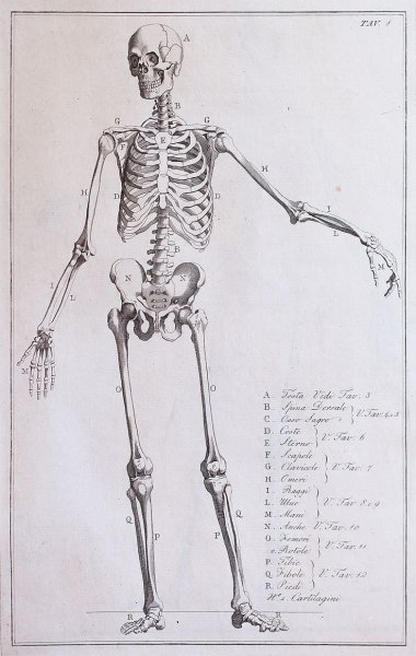 Анатомия скелета человека Баммес