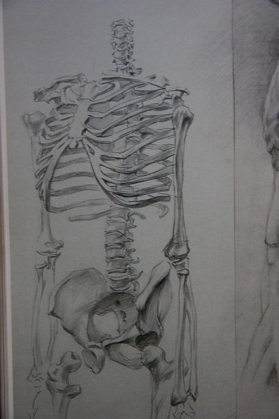 Скелет в контрапосте