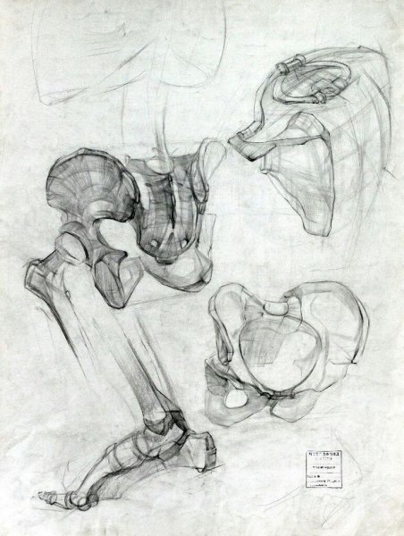 Анатомия Баммеса скелет