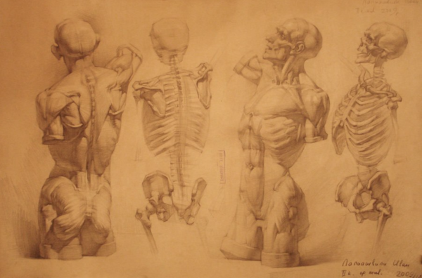 Могилевцев анатомия фигуры человека