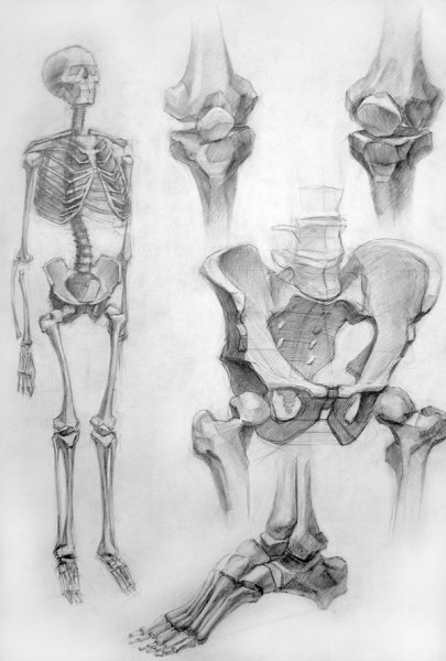 Анатомия Баммеса скелет