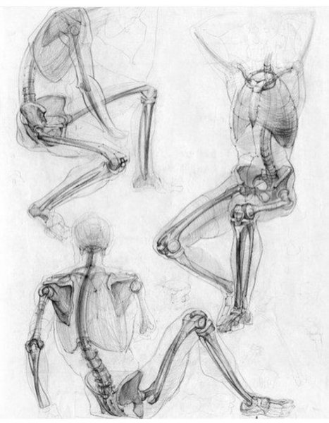 Пластическая анатомия таз Баммес