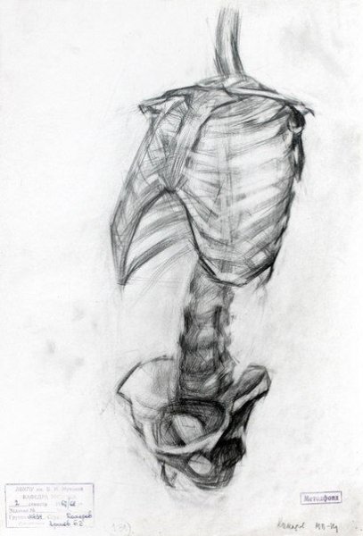 Тазовая кость пластическая анатомия