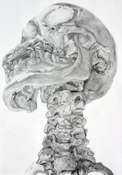 Скелет сбоку рисунок Академический