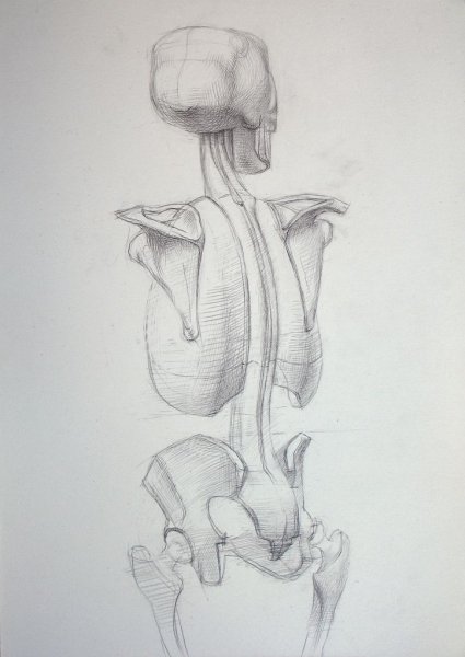 Скелет человека профиль и анфас