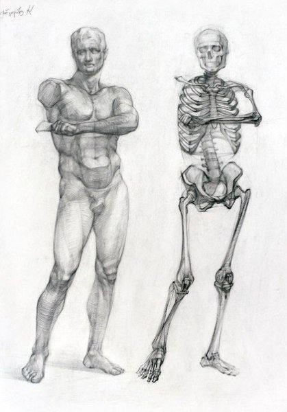 Анатомия скелет Академический рисунок