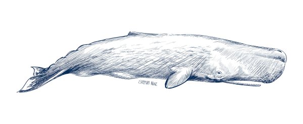 Кашалот раскраска