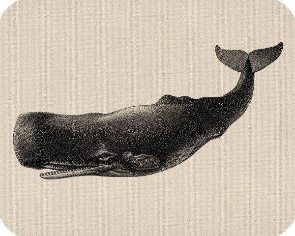 Кашалот Фредерика Кювье