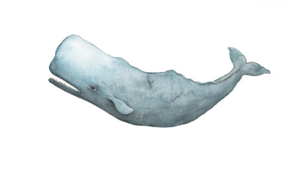 Кит Кашалот для детей