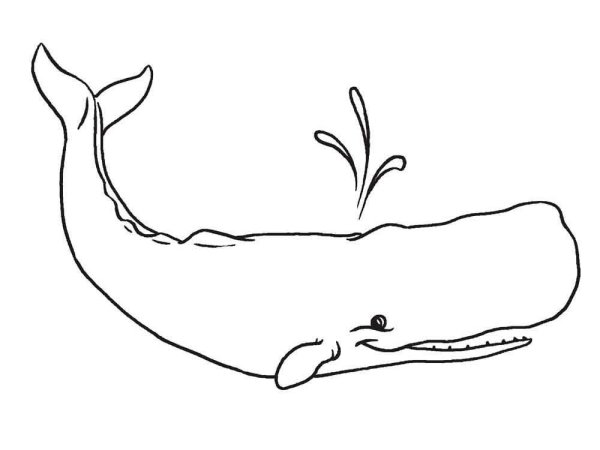 Раскраска кит Кашалот